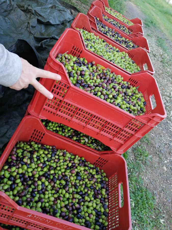 Il Podere Di Sole Roccastrada Zewnętrze zdjęcie