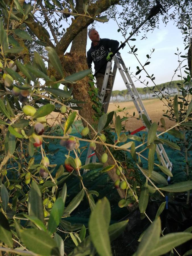 Il Podere Di Sole Roccastrada Zewnętrze zdjęcie