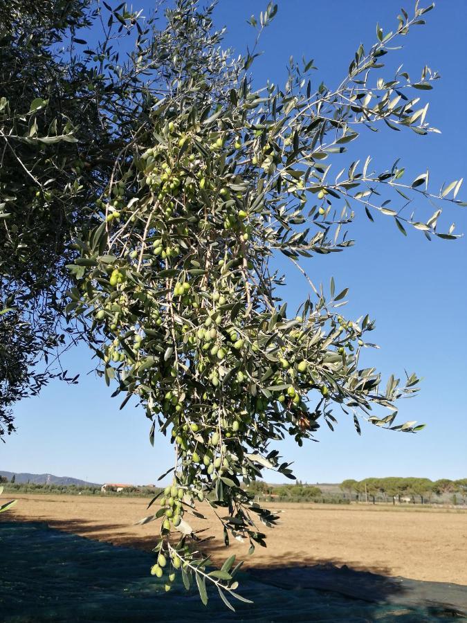 Il Podere Di Sole Roccastrada Zewnętrze zdjęcie